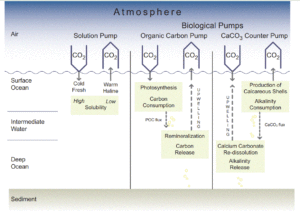 carbon-pumps