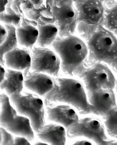 A close up of the calcium carbonate shell of a foraminifera. Credit: Elizabeth Farmer