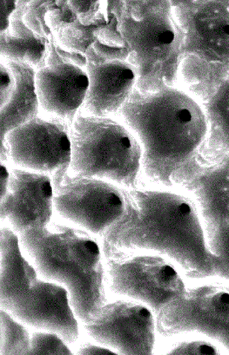 Banner: Ocean biogeochemistry