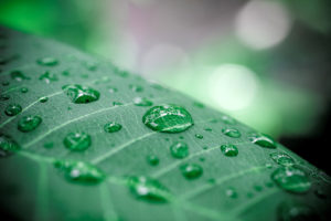 Rain drops on green leaf. Macro