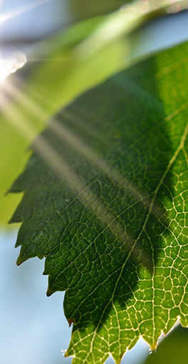 Banner: Land energy