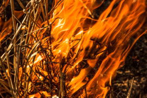 Close-up of an infernal forest fire that destroys an entire area of trees and bush.